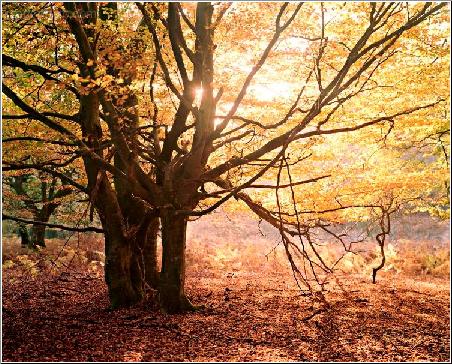 Autumn Leaves