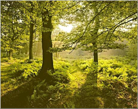 Golden Bracken