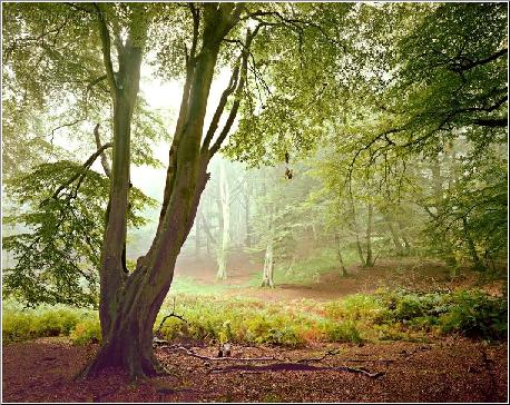 Enchanting Walk