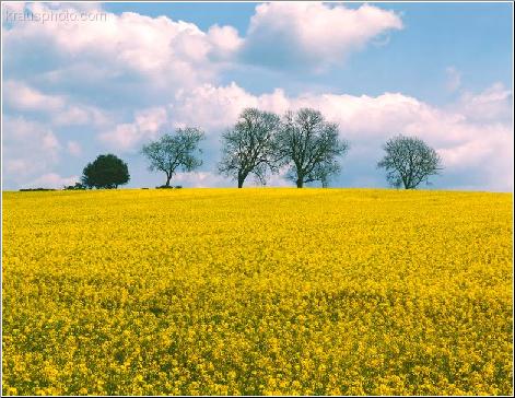 Rapeseed Field