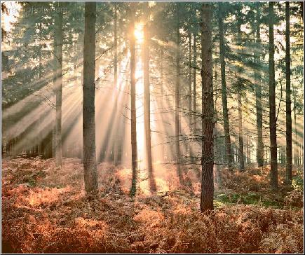Sunbeams