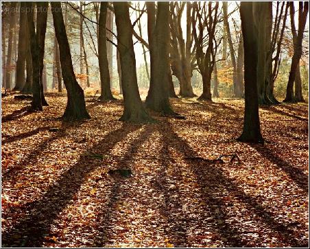 Shifting Shadows
