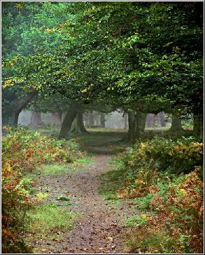 Majestic Grove
