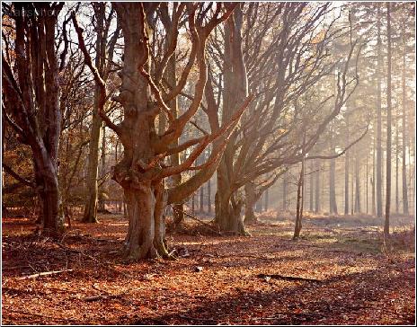Bare Branches