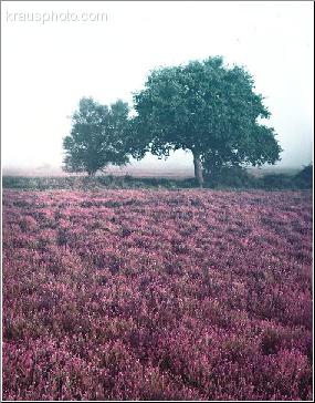 Heather Fields