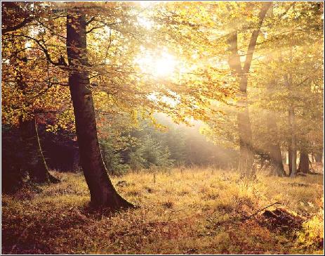 Autumn Glory