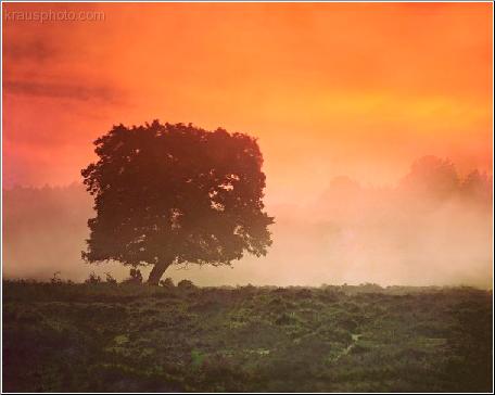 Square Tree