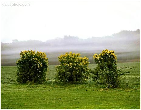 Gorse Trio