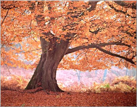 Autumn Bloom