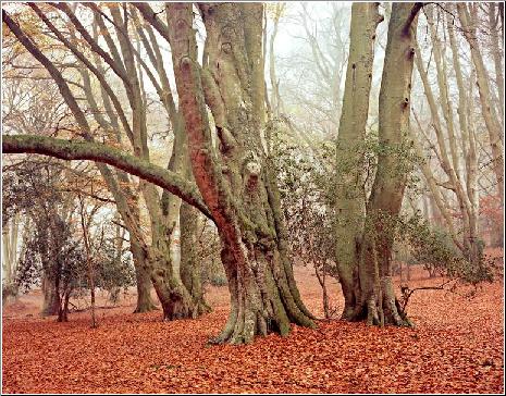 Autumn Beech
