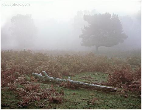 Evasive Dawn