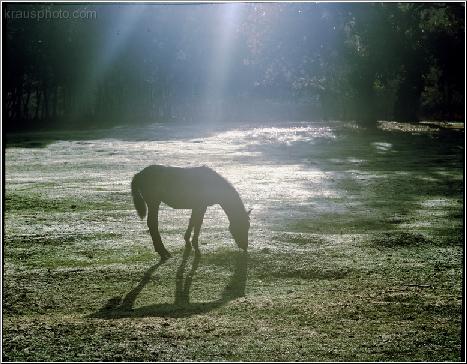 Spotlight