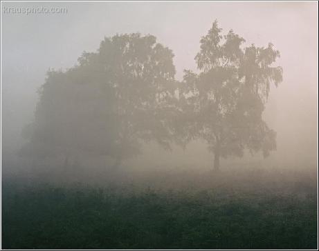 Magical Mist