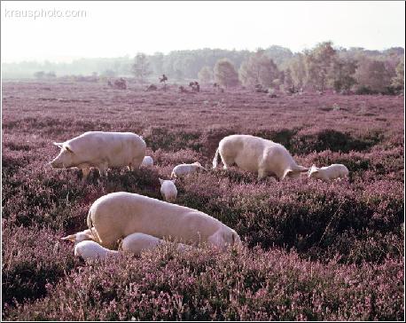 Exploring Heather