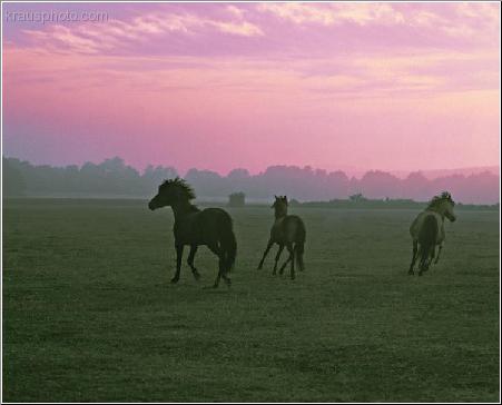 Roaming Free