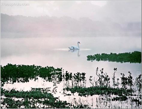 Swan Lake
