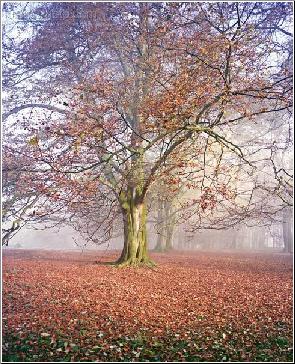 Majestic Oak