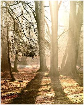 Morning Splendour
