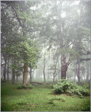 Mystical Journey