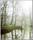 Neutral Colors - Meandering Stream
