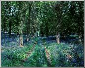 Bluebell Walk