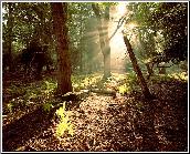 Forest Floor