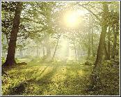 Radiance