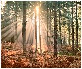 Sunbeams