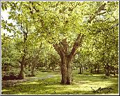 Spring Walk