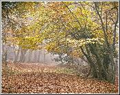 Autumn Walk