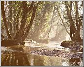 Rhinefield Stream