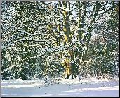 Snow Tree