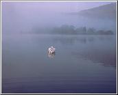 Swan Sail