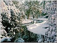 Winter Stream