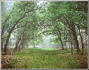 Forest Highway