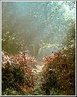 The Way