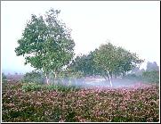 Hovering Mist