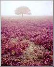 Carpet of Heather