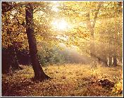 Autumn Glory