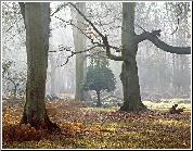 Untouched Autumn