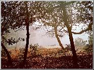 Autumn Rest