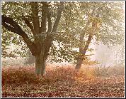 Celebrating Nature