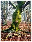 Dancing Tree