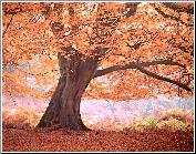 Autumn Bloom