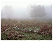 Evasive Dawn