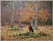 Autumn Contemplation