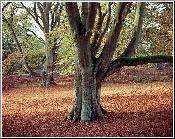 Beech Trees