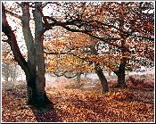 Autumn Path