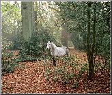 Woodland Horse