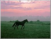 Galloping Horse